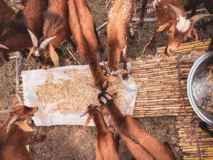 Animal Feed for Sale South Africa
