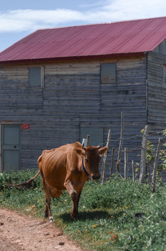 Bulk Animal Feed for Farms in South Africa