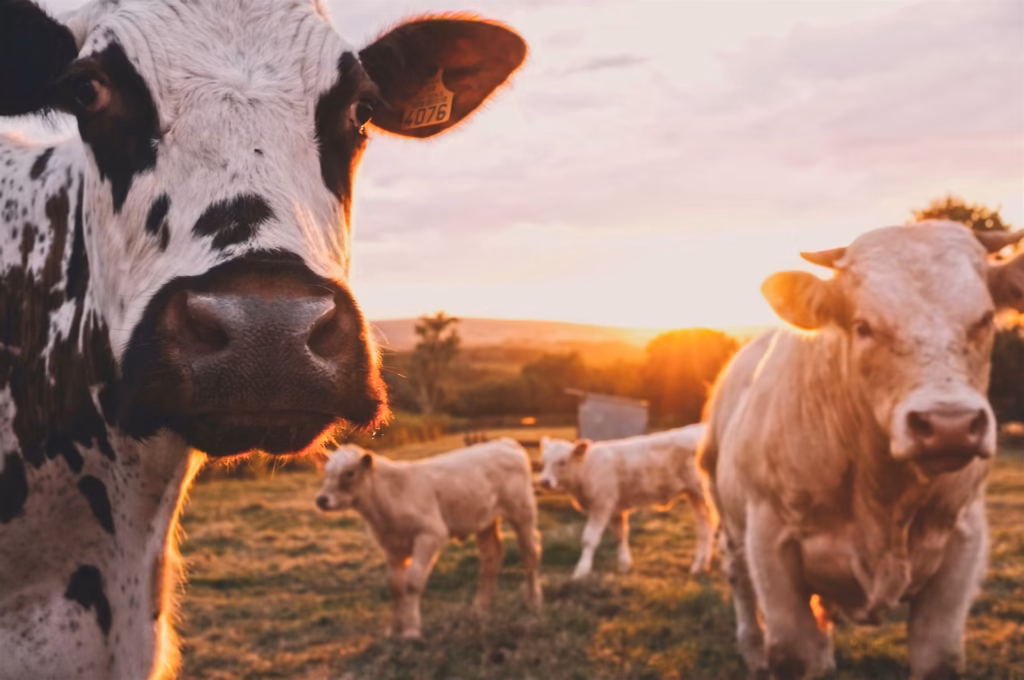 animal feed quality