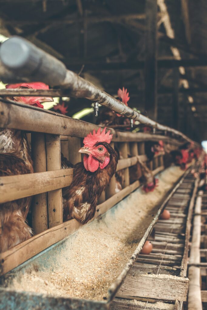 Best Chicken Feed for Layers in South Africa!