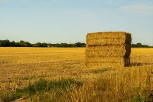 Affordable Animal Feed Suppliers in South Africa!