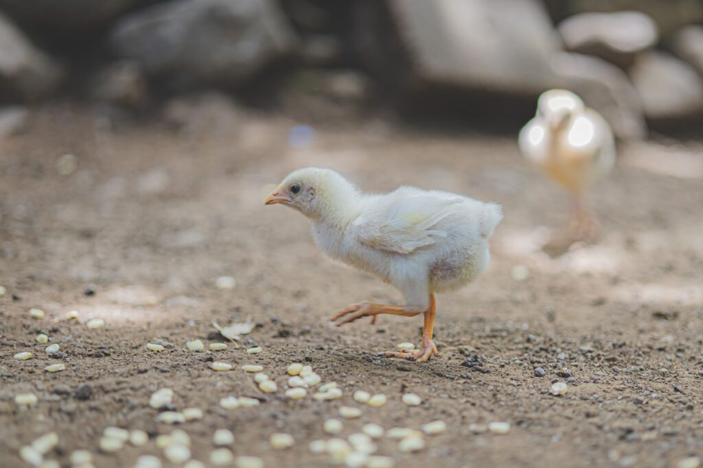 medicated chick mash starter feed online SA