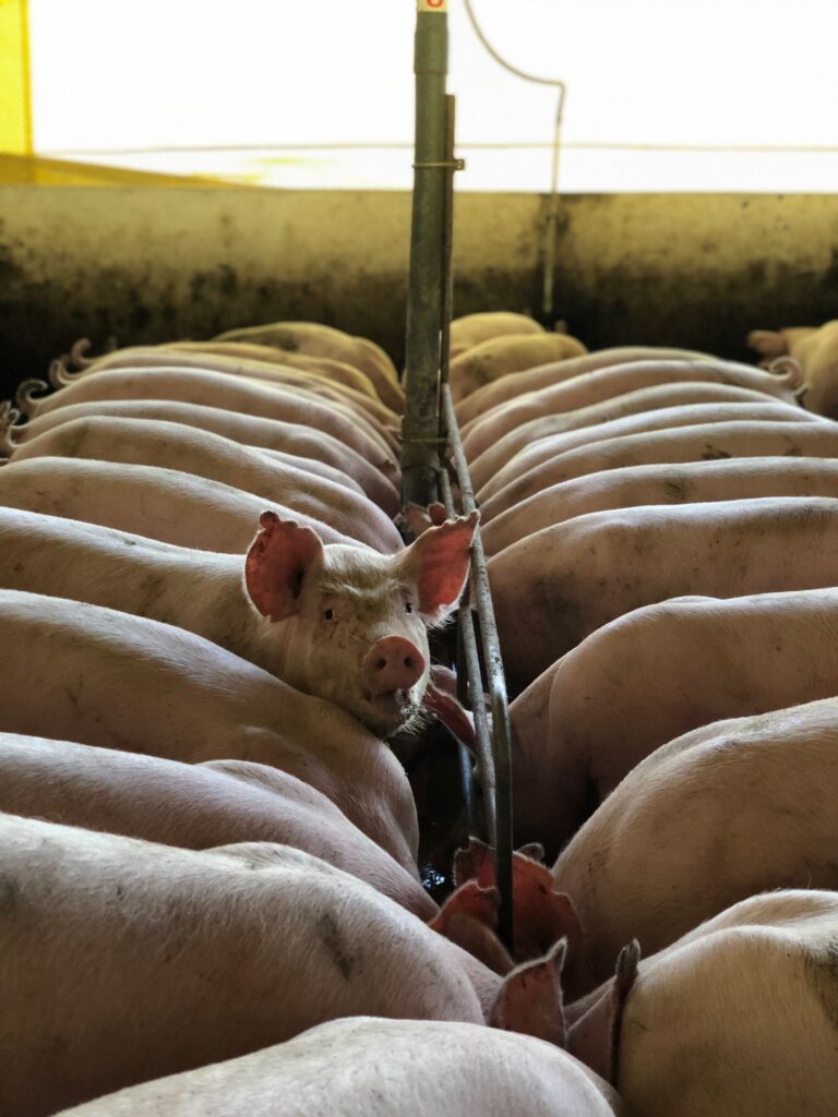 bulk pig feed delivery options in Limpopo