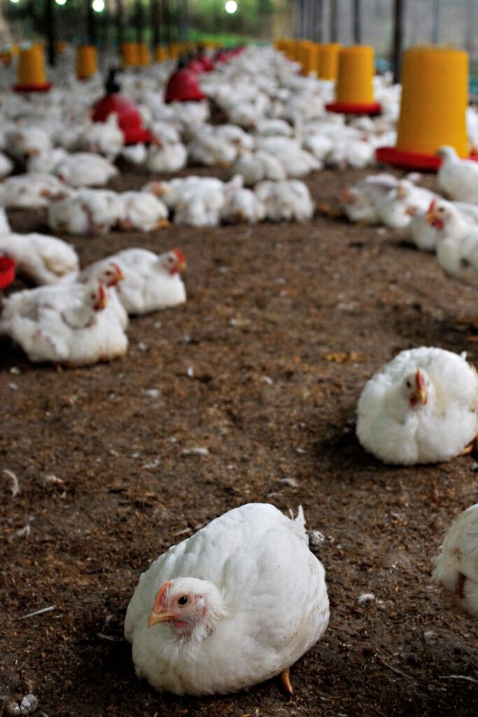 buy bulk broiler chicken feed online South Africa