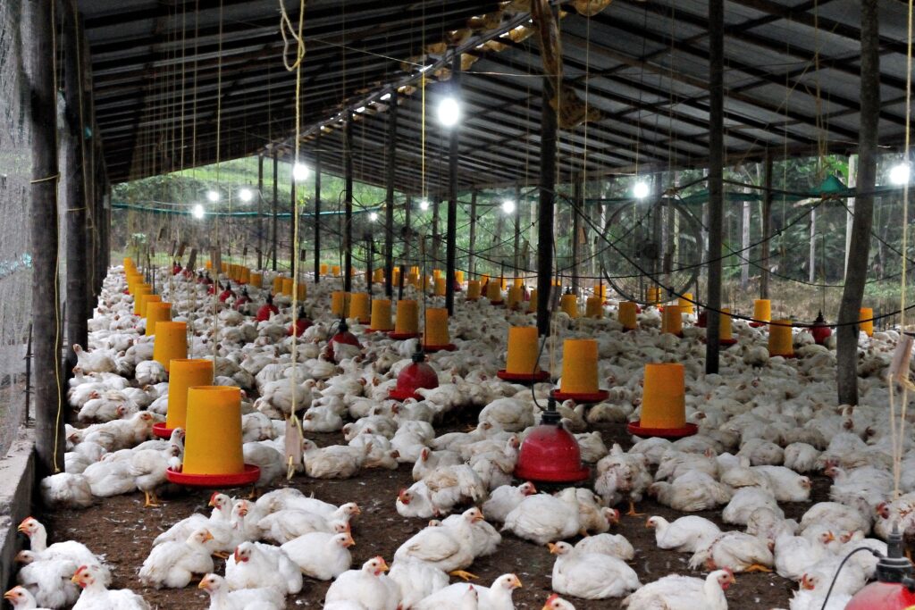 buy bulk broiler chicken feed online South Africa