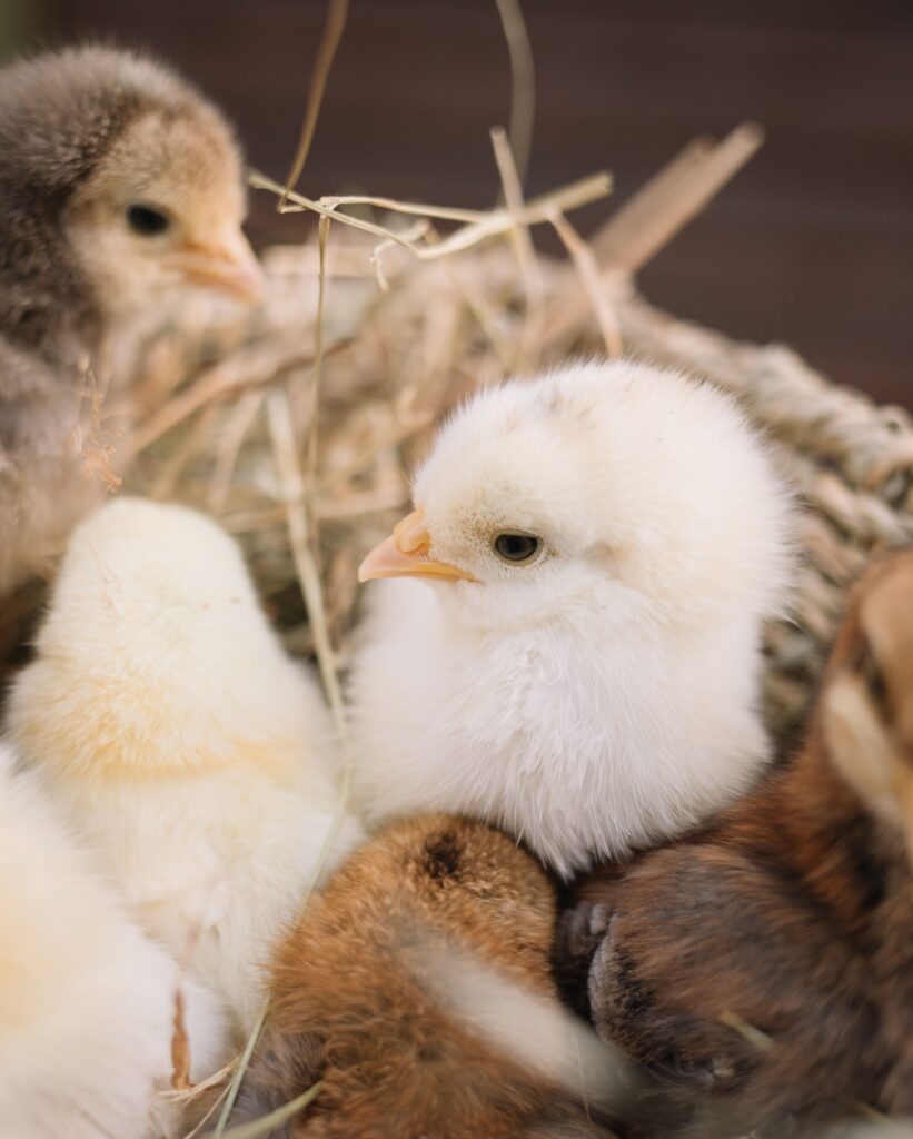 medicated chick mash starter feed online SA