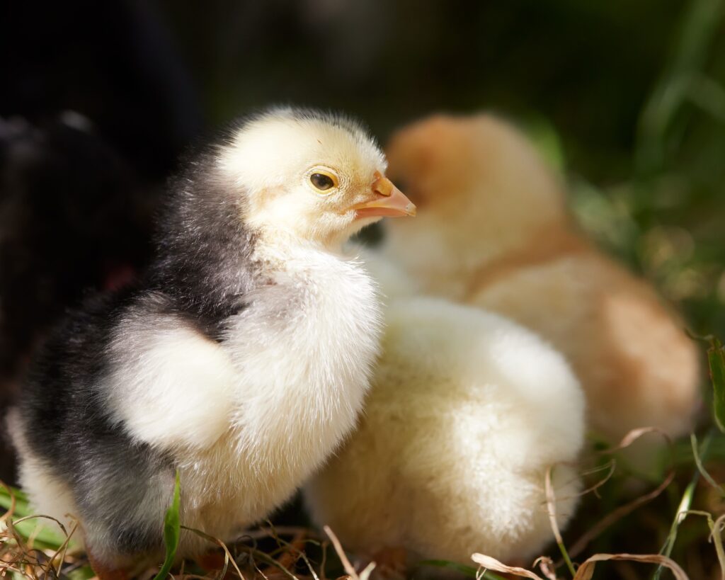 medicated chick mash starter feed online SA