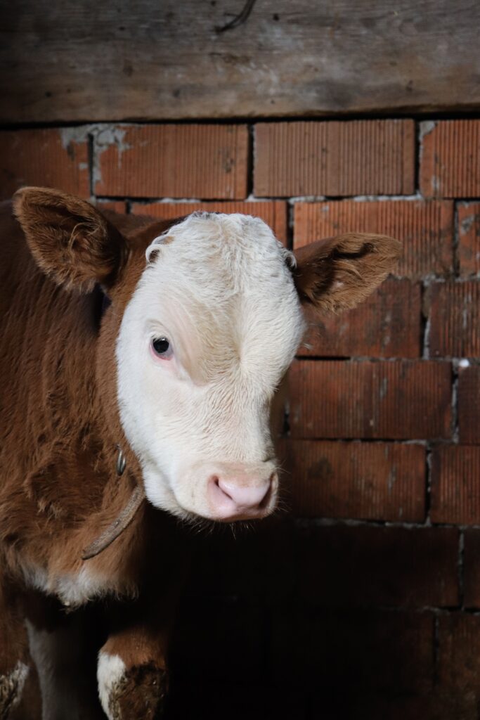 affordable calf starter feed delivery Gauteng