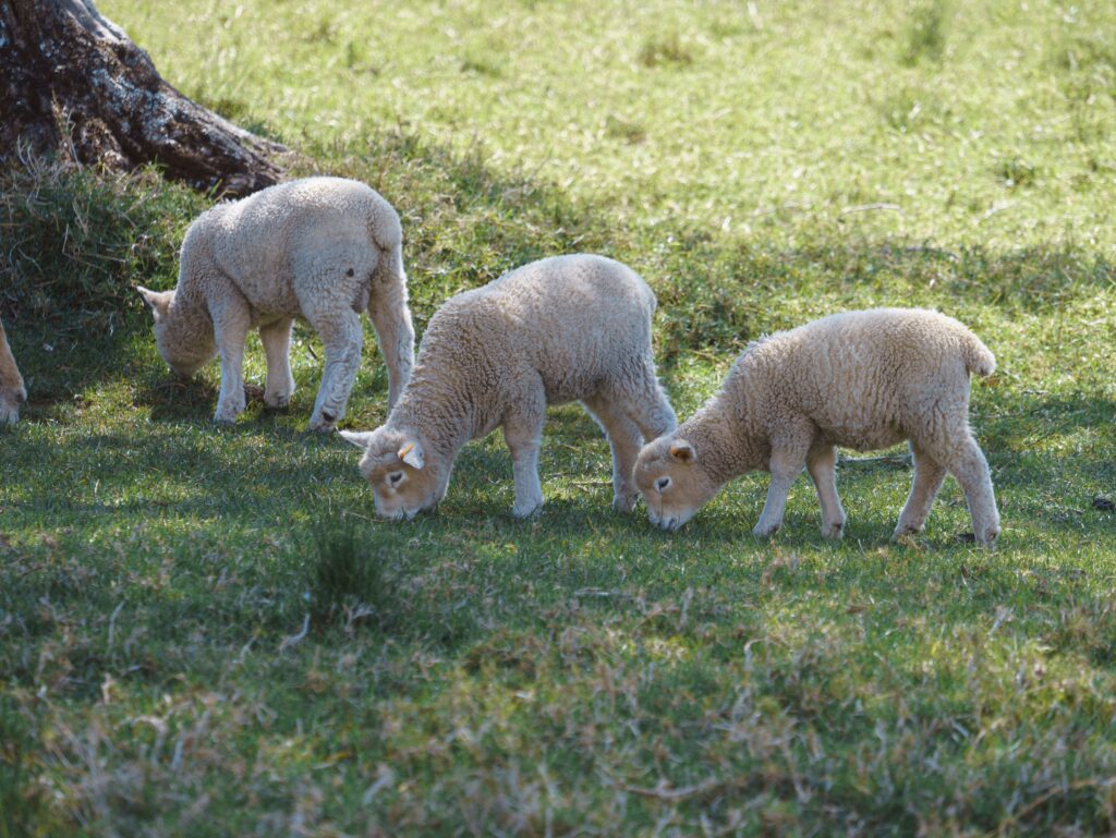7 Benefits of Lamb Creep Feed to Improve Growth Rates SA