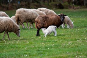 7 Benefits of Lamb Creep Feed to Improve Growth Rates SA
