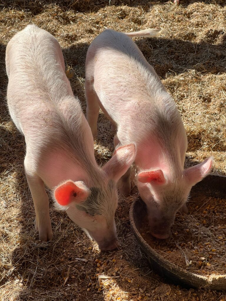 bulk pig feed delivery options in Limpopo