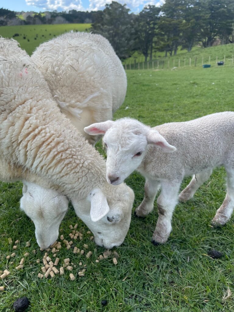 7 Benefits of Lamb Creep Feed to Improve Growth Rates SA