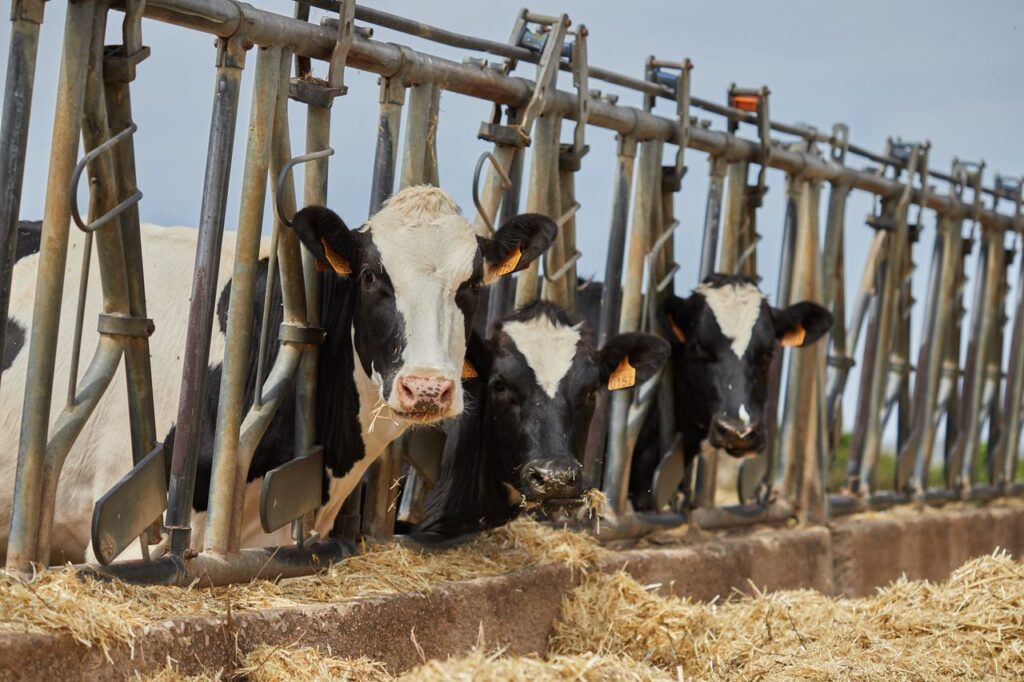 Best Feed Supplements for Cattle