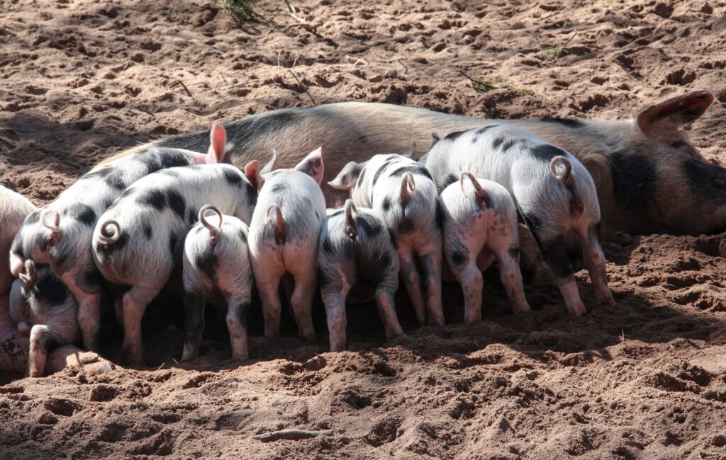 bulk pig feed delivery options in Limpopo