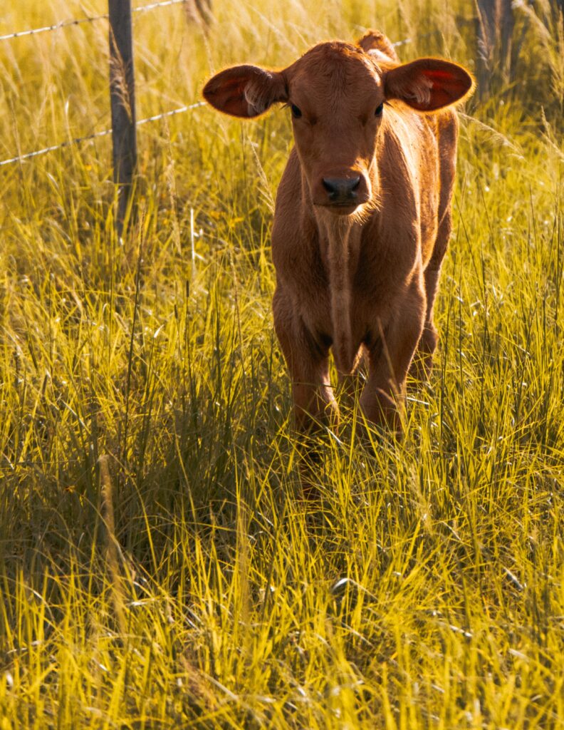 how to feed cattle during winter drought south Africa