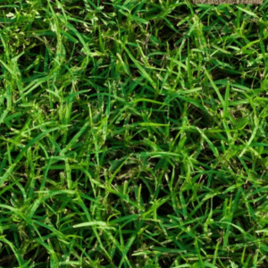 Bermuda Grass