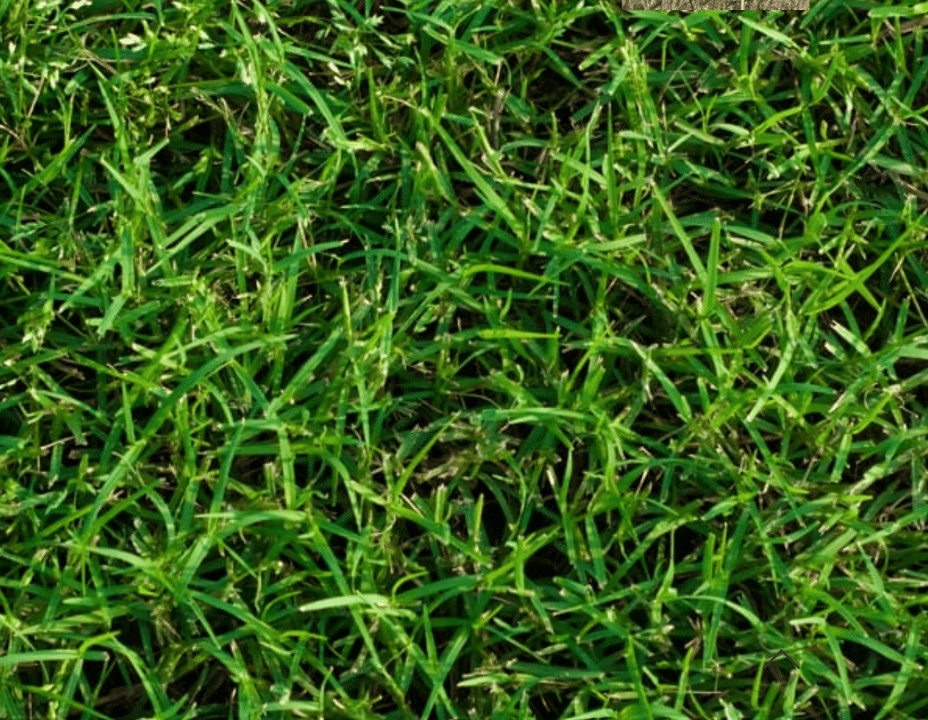 Bermuda Grass