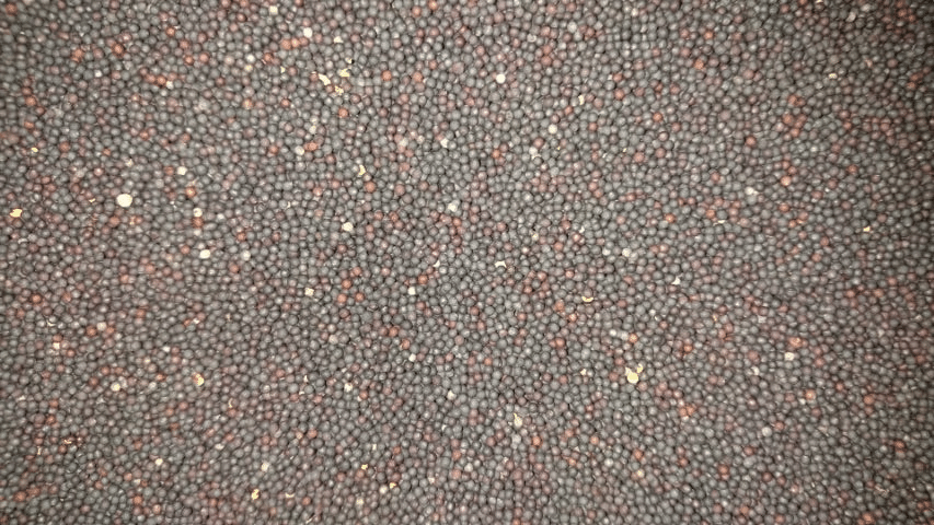 Black Rapeseed 25kg