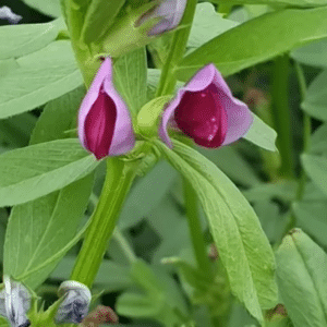Common Vetch Seeds 25kg