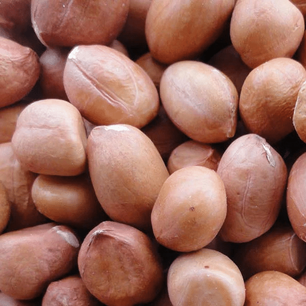 Groundnut Seeds 25kg