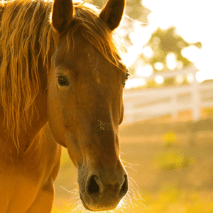 Horse Pasture Blend Seeds 10kg