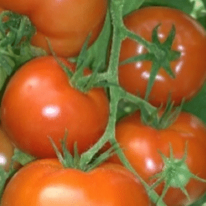 Inga Indeterminate - Salad Tomato Seeds