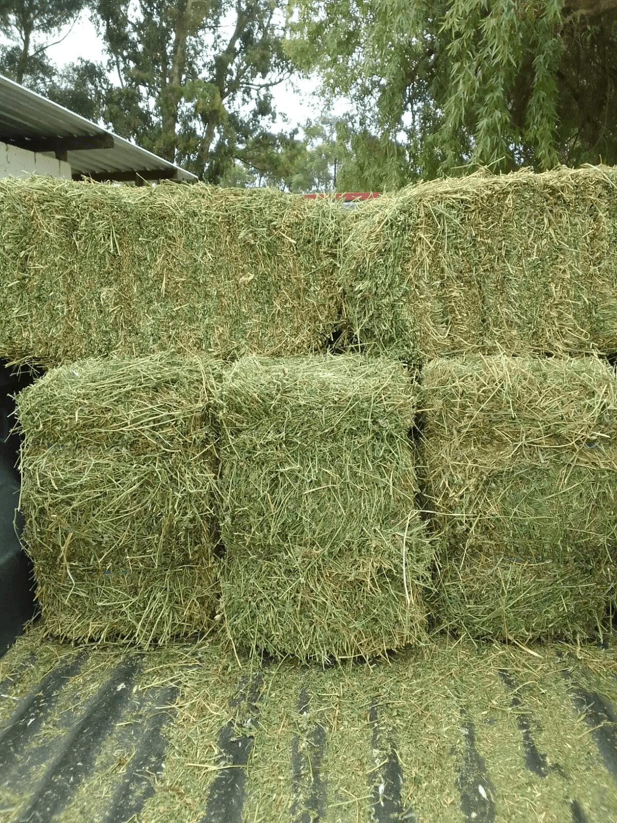 Lucerne Bale