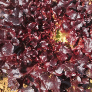 Maira Red Oak Lettuce Seeds 100g