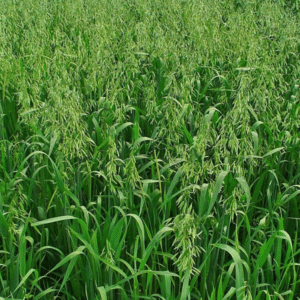 Oats Seeds 25kg