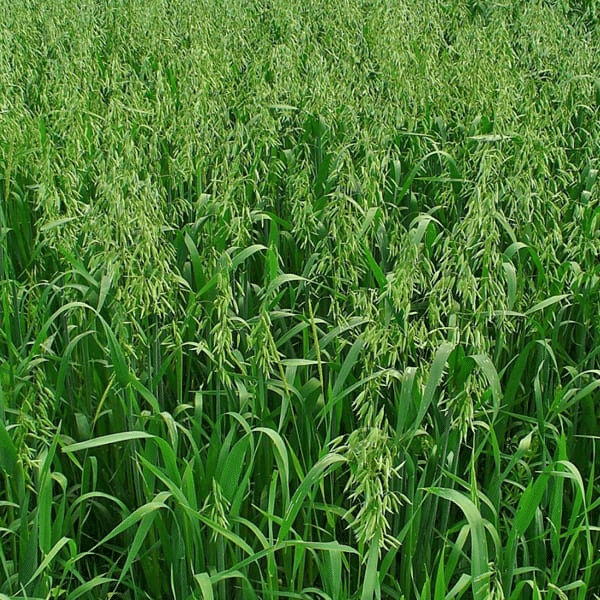 Oats Seeds 25kg
