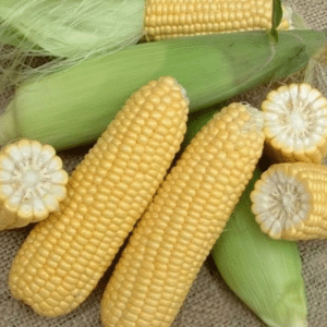 Orla Sweet Corn Seeds