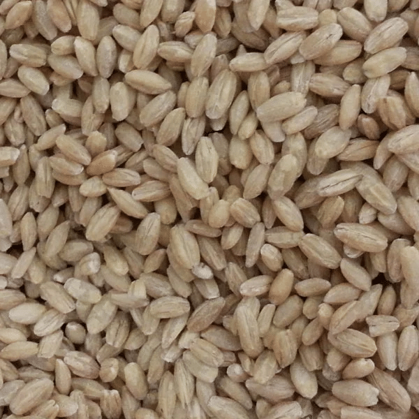 Pearled Barley 25kg - Image 2