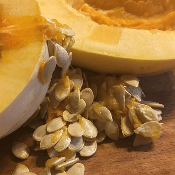 Pumpkin Seed