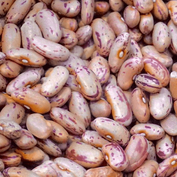 Red Speckled Sugar Beans