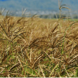 Rhodesgrass - Katambora