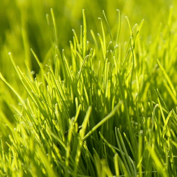 Rye Grass