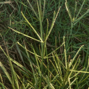 Smutsfinger grass - Irene