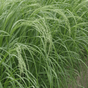 Teffgrass – SA Brown 25kg