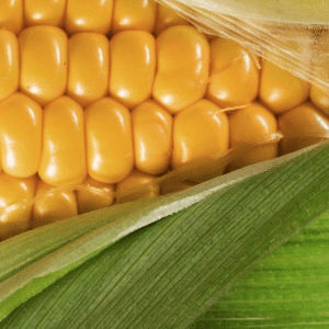 Yellow Maize Seeds