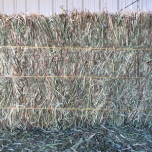 Eragrostis Hay Square Bales